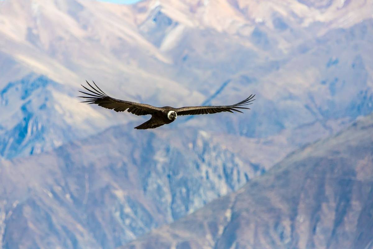 Andean Condor, Colca Canyon, Peru Shutterstock 167236631