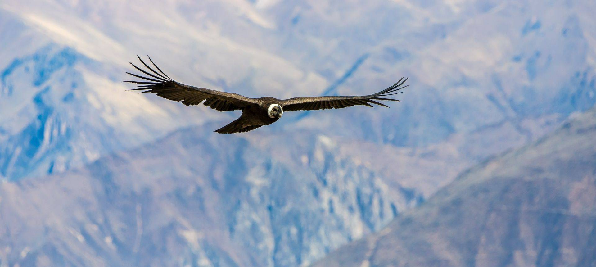 Andean Condor, Colca Canyon, Peru Shutterstock 167236631