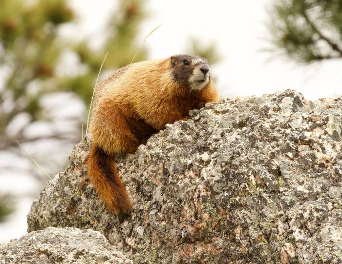 Yellow-bellied Marmot.jpg
