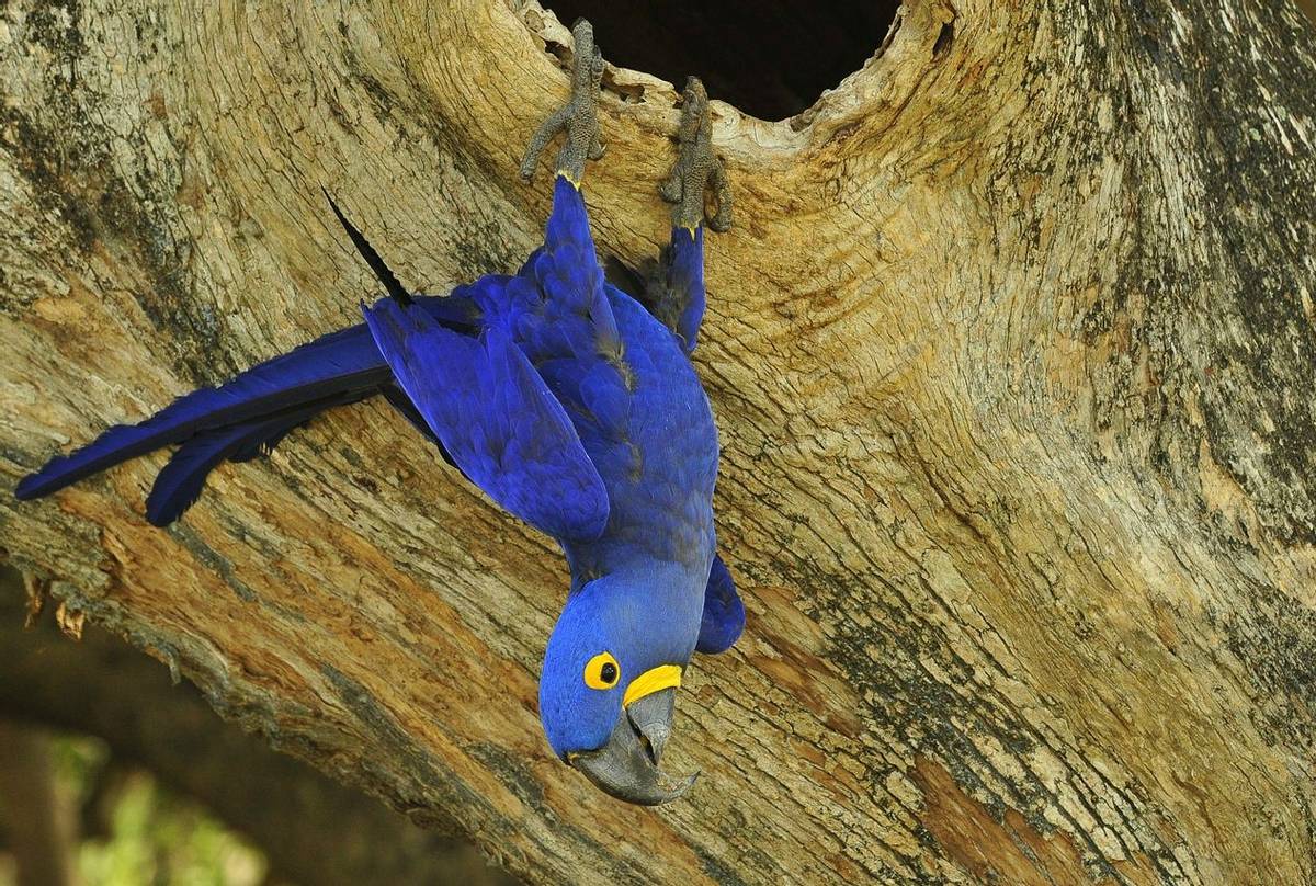 Hyacinth Macaw, Brazil Shutterstock 1115829959