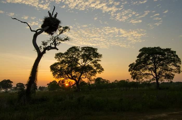 Pantanal sunrise (Tim Melling)