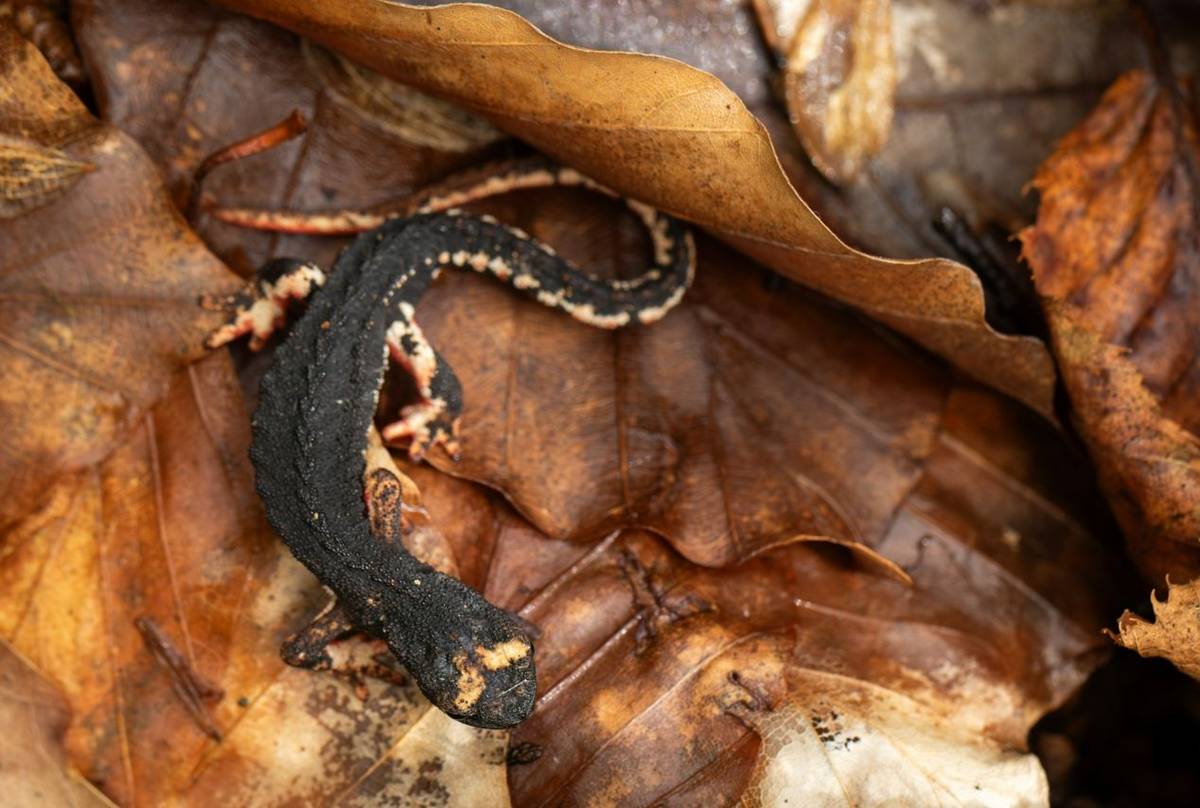 Northern Spectacled Salamander (Salamandrina perspicillata) © Simone Giachello
