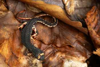 Northern Spectacled Salamander (Salamandrina perspicillata) © Simone Giachello