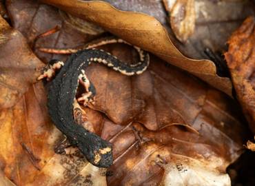 The Reptiles & Amphibians of Italy's Apuan Alps