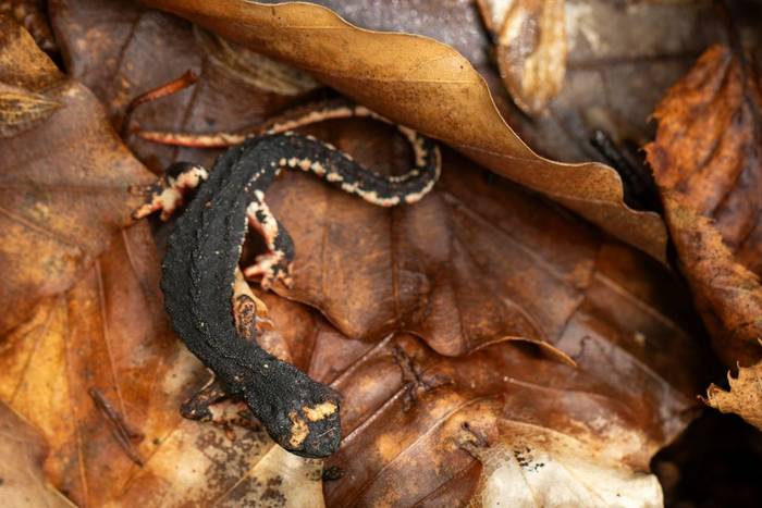 Northern Spectacled Salamander (Salamandrina perspicillata) © Simone Giachello