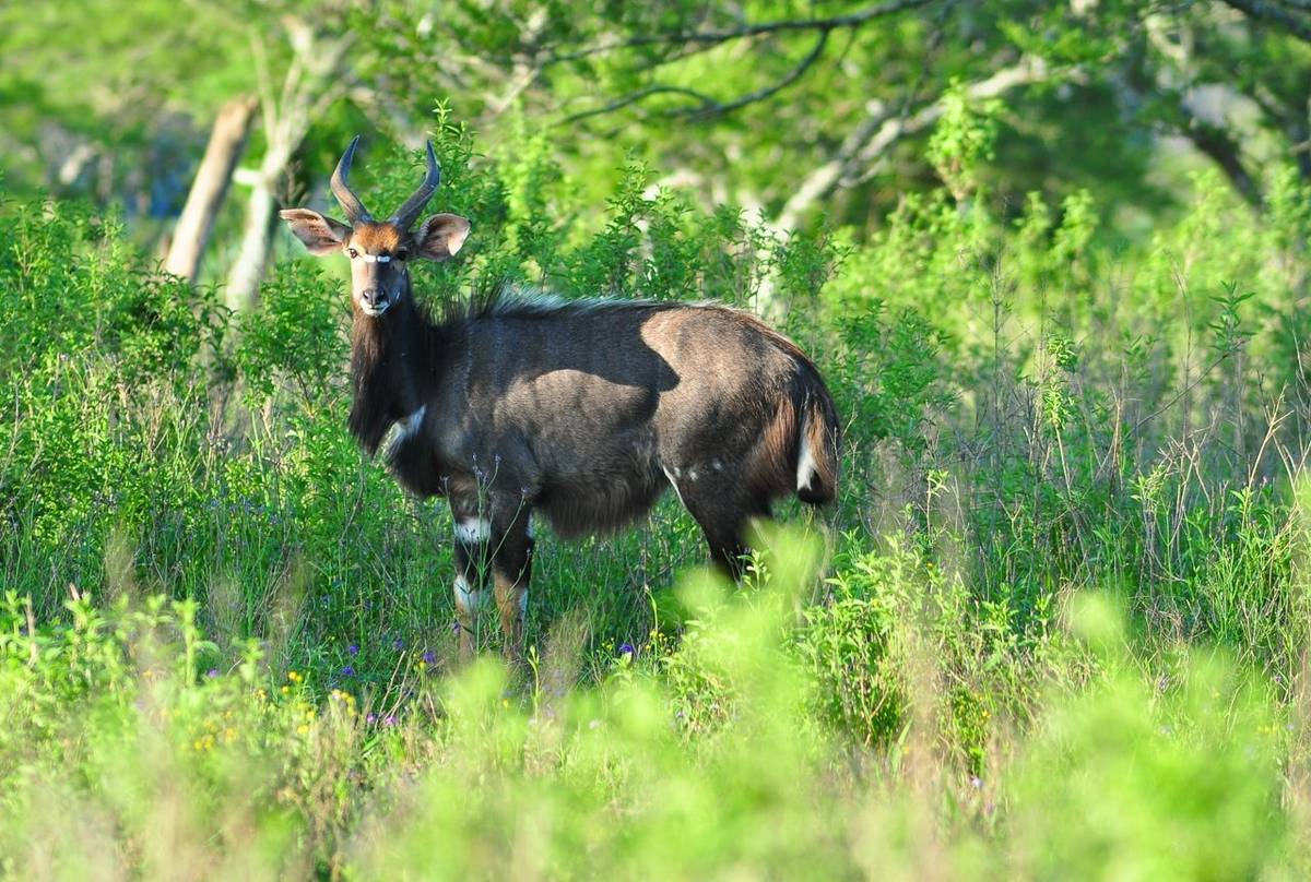 Mountain Nyala Shutterstock 165319796