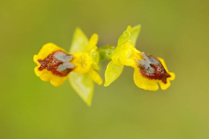 Yellow Ophrys, Peloponnese