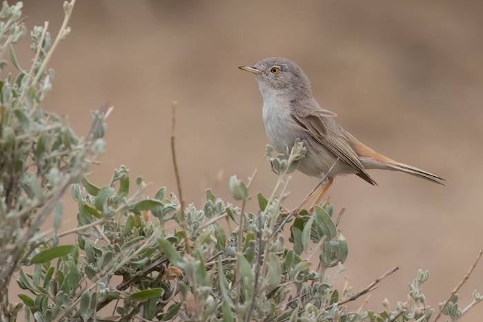 Asian Desert Warbler © Chris Griffin, May 2025