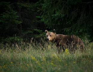 Slovenia - Bears, Birds & Caves