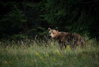 Eurasian Brown Bear