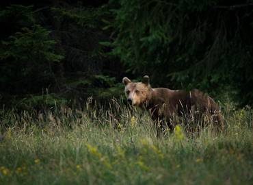 Slovenia - Bears, Birds & Caves