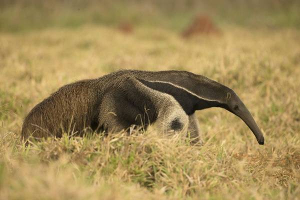 Giant Anteater