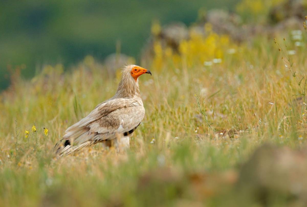 Egyptian Vulture