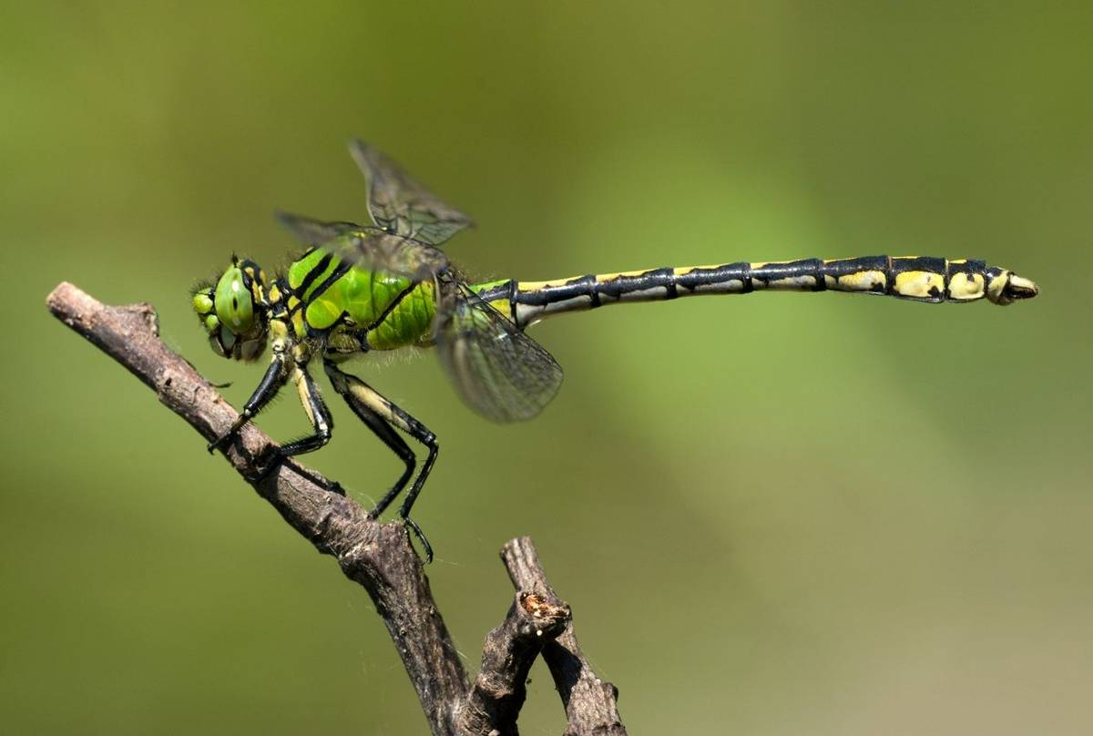 Ohiogomphus cecilia