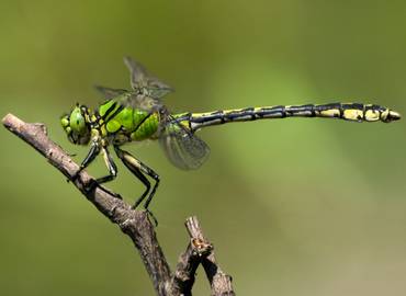 Czech Republic - Dragonflies of North Bohemia