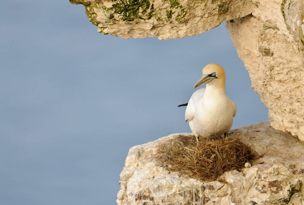 Gannet (Andrew Mason)