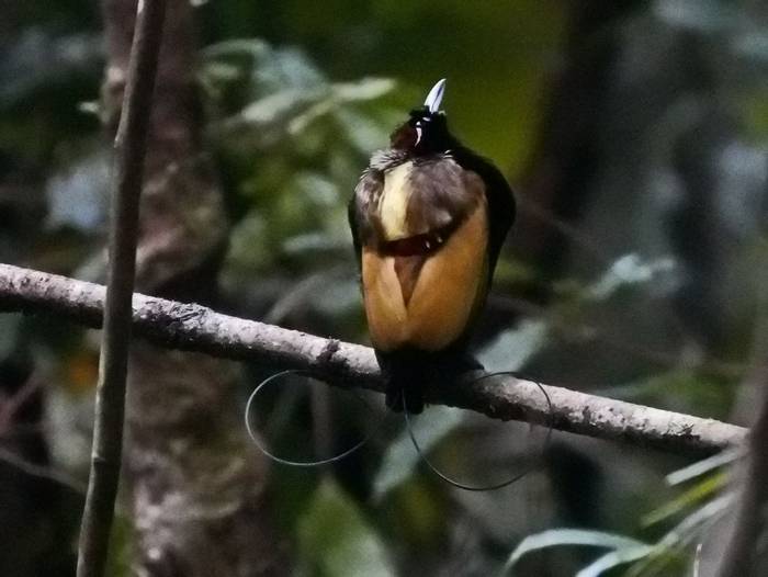 Magnificent Bird of Paradise by Peter Stephens.JPG