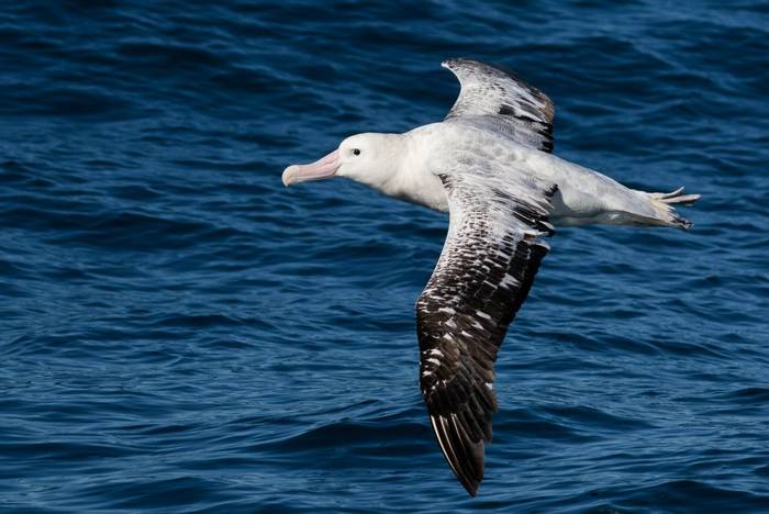 Gibson's Wandering Albatross, New Zealand shutterstock_1416213116.jpg