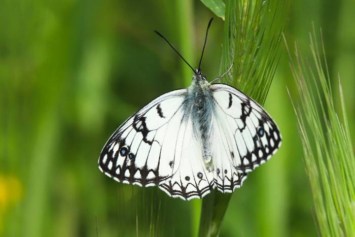 Italian Marbled White © Luca Boscain, April 2026 tour