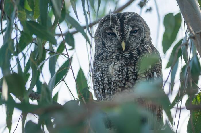 Maghreb Wood Owl.jpg