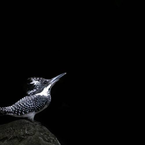 Crested Kingfisher