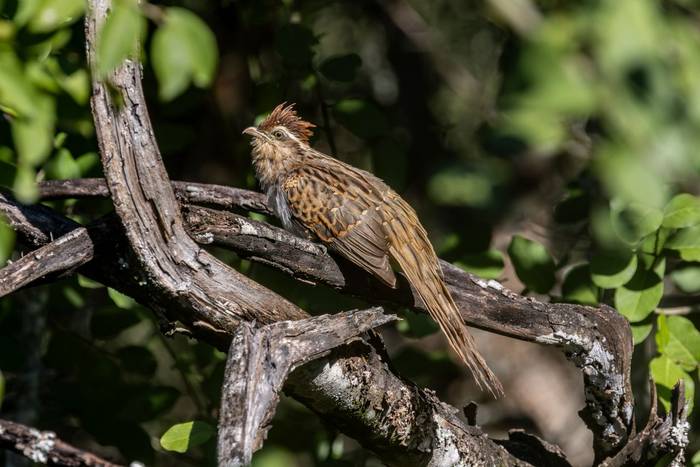 Striped Cuckoo © James Warren, May 2026 (2).jpg