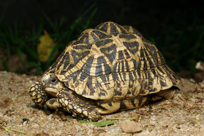 Indian Star Tortoise (Geochelone elegans), Sri Lanka