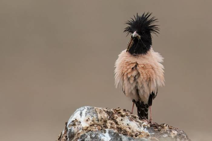 Rose-coloured Starling © Chris Griffin, May 2025