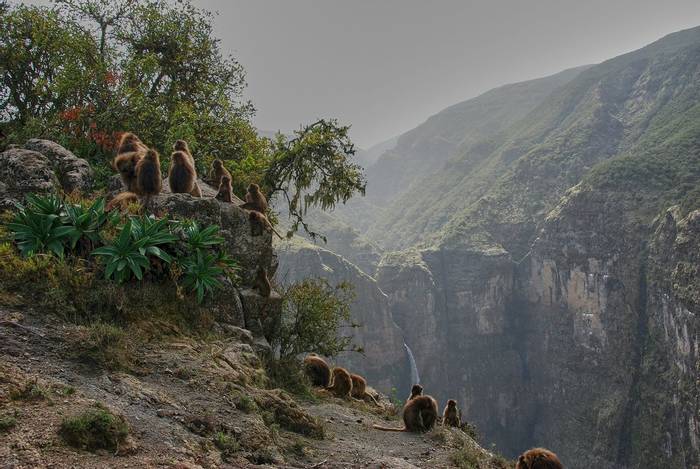 Gelada