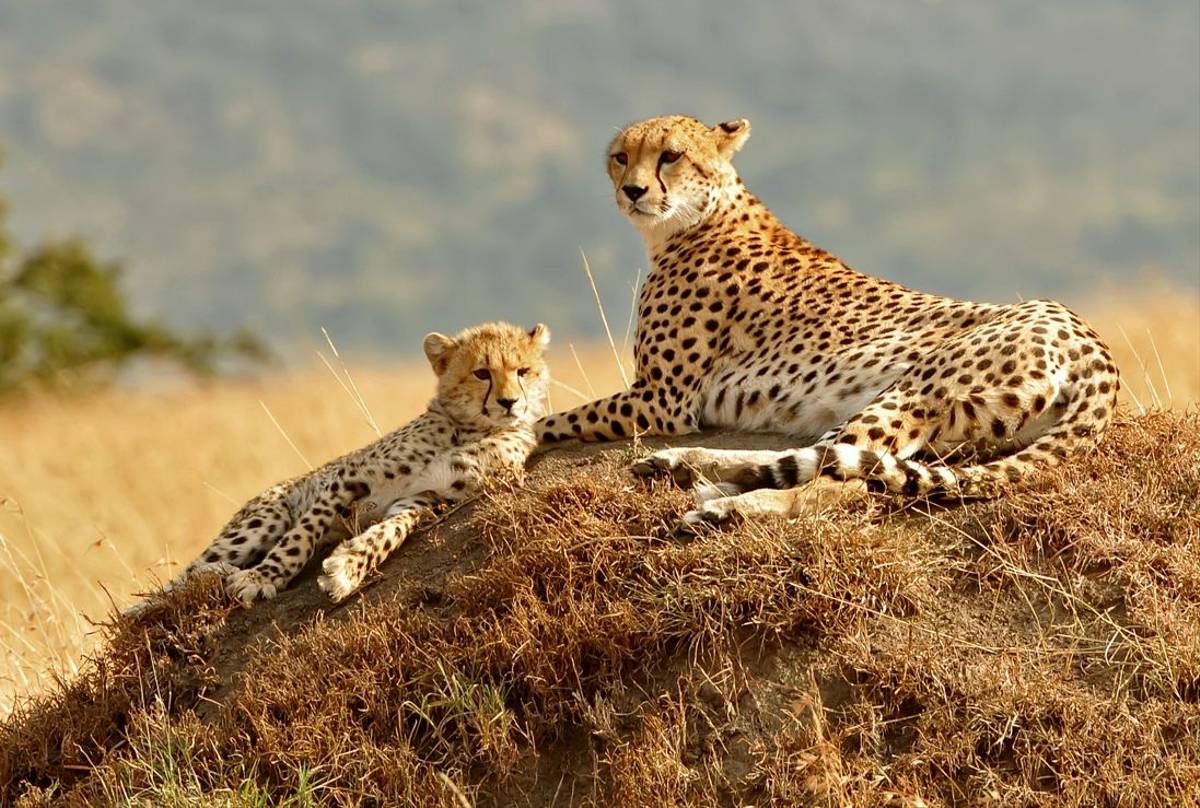 Cheetah