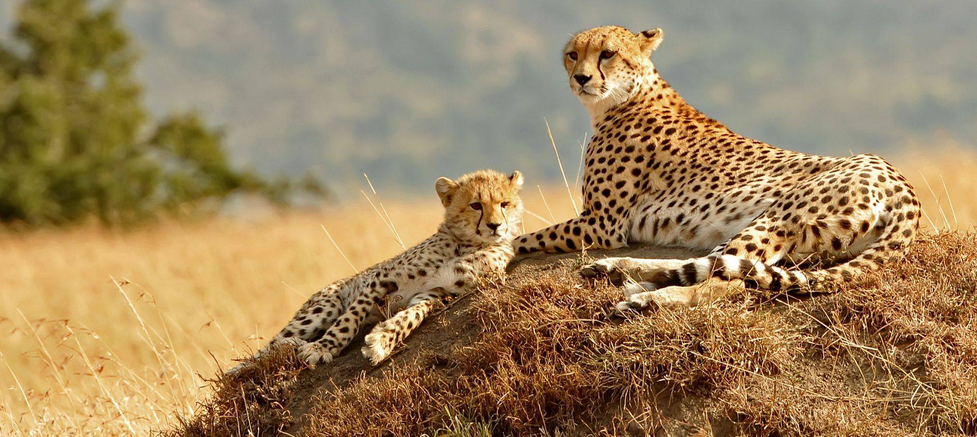 Cheetah