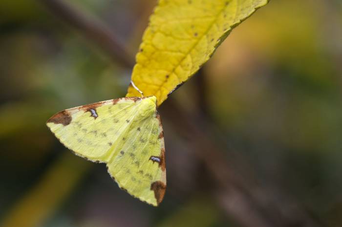 Brimstone Moth, Josh Phangurha