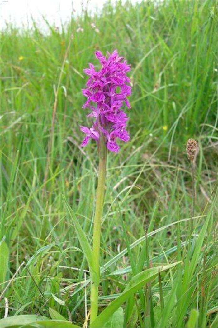 Northern Marsh Orchid (Dave Shute)