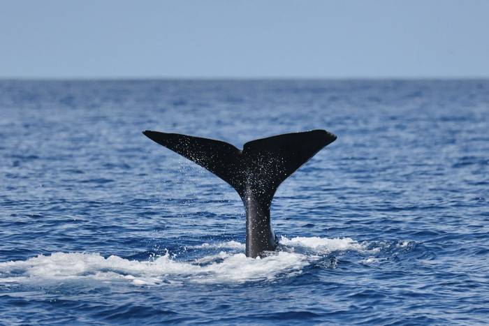 Sperm Whale (Sara Frost) (2).jpg