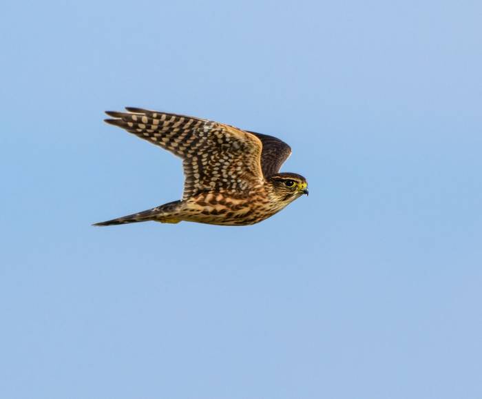 Merlin shutterstock_471391130.jpg