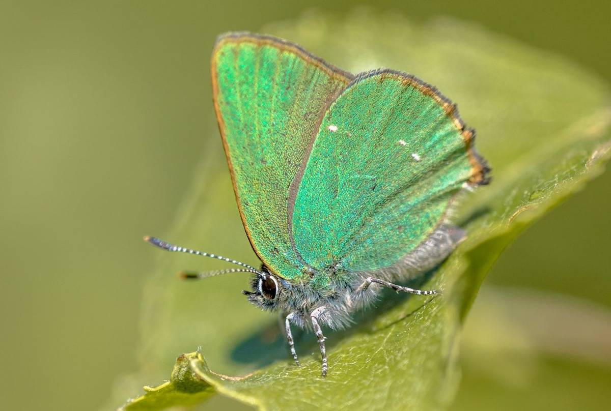 Green Hairstreak