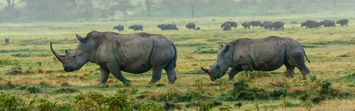 White Rhino, Lake Nakuru, Kenya Shutterstock 166069652