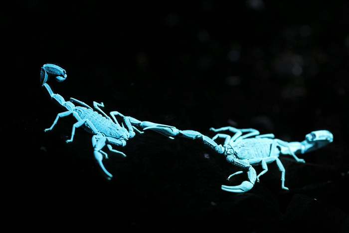Buthus scorpions under UV light © Dan Kane Image