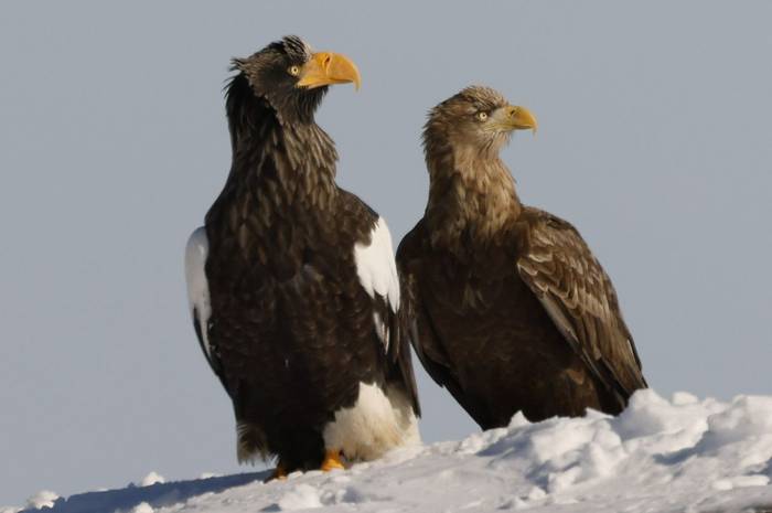 Steller's & White-tailed Eagles by Barrie Cooper