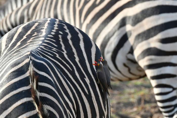 Red-Billed Oxpeckers on Zebra (Helen Pinchin)