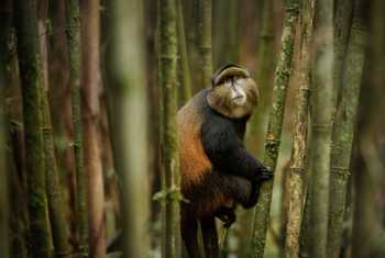 Golden Monkey, Rwanda shutterstock_1228628866.jpg