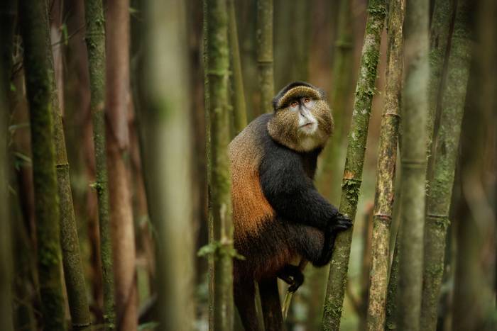 Golden Monkey, Rwanda shutterstock_1228628866.jpg