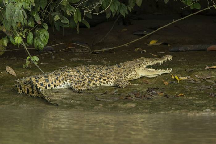 Estuarine Crocodile (Crocodylus porosus) © C.Ryan