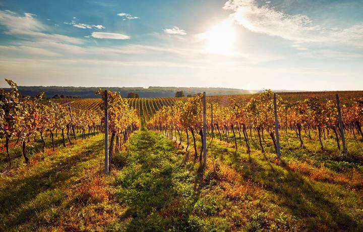 Colorful autumn vineyards in southern Moravia Colorful autumn vineyards in southern Moravia