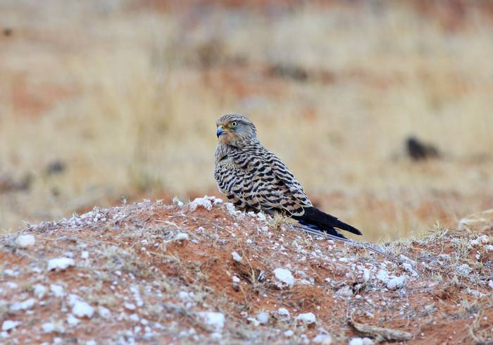 Greater Kestrel