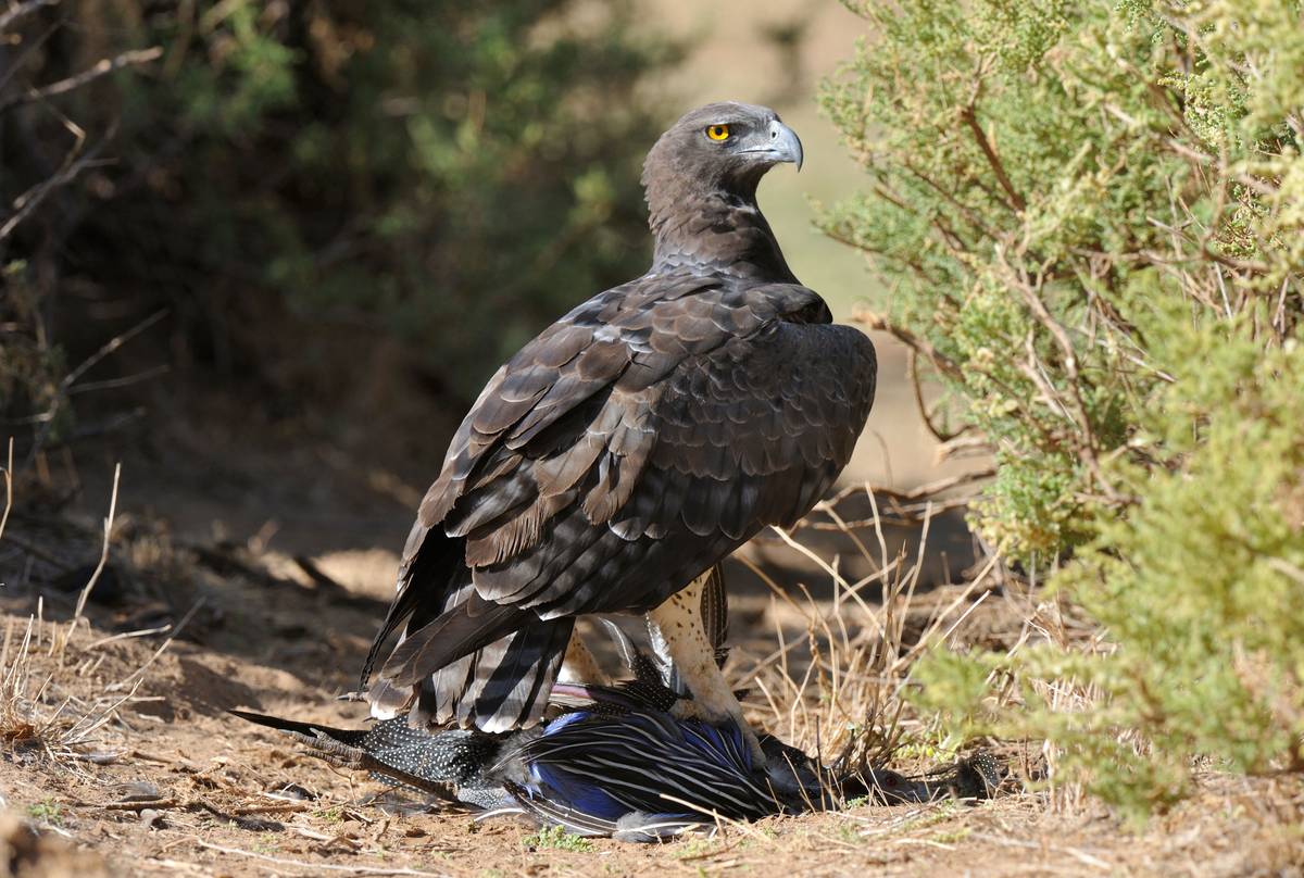 Martial Eagle, Kenya shutterstock_1311854294.jpg