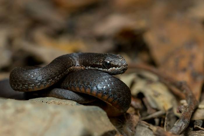 White-lipped Snake (Drysdalia coronoides)