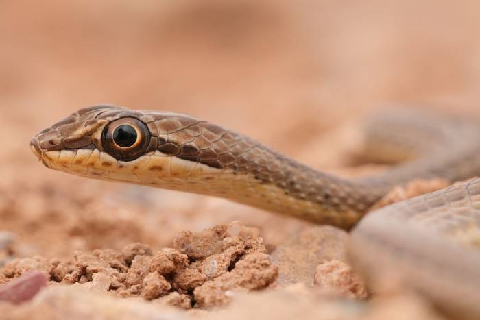 Schokari Sand Snake (Psammophis schokari) © Dan Kane, September 2025 tour