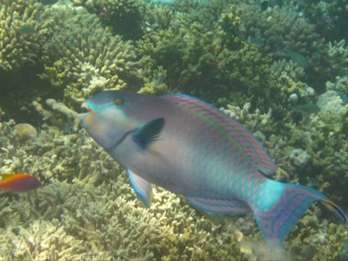 Roundhead Parrotfish (final phase) by Brian W Jones