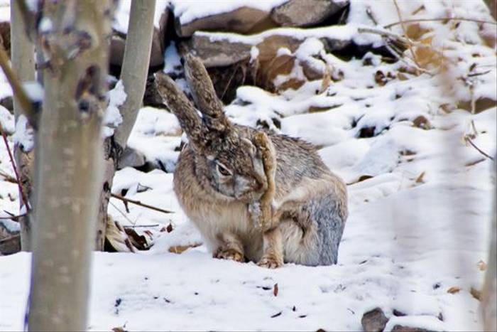 Woolly Hare, Ladakh (Russell Scott)